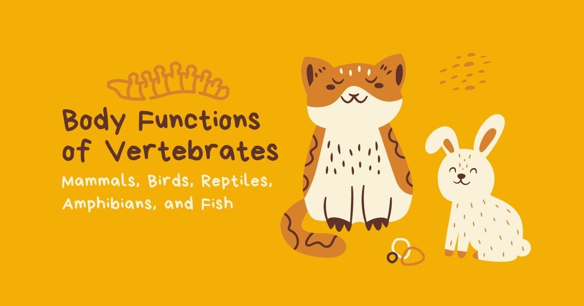 Hunters Woods PH | Montessori | Body Functions of Vertebrates