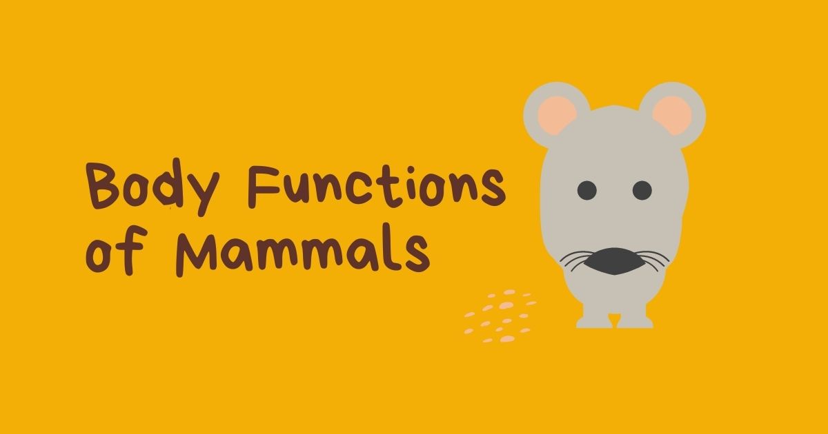 HuntersWoods PH | Body Functions of Mammals | Montessori | Biology | Vertebrates