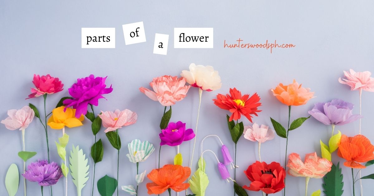 HuntersWoodsPH | Montessori Botany | Parts of a Flower | Stamen and Pistil
