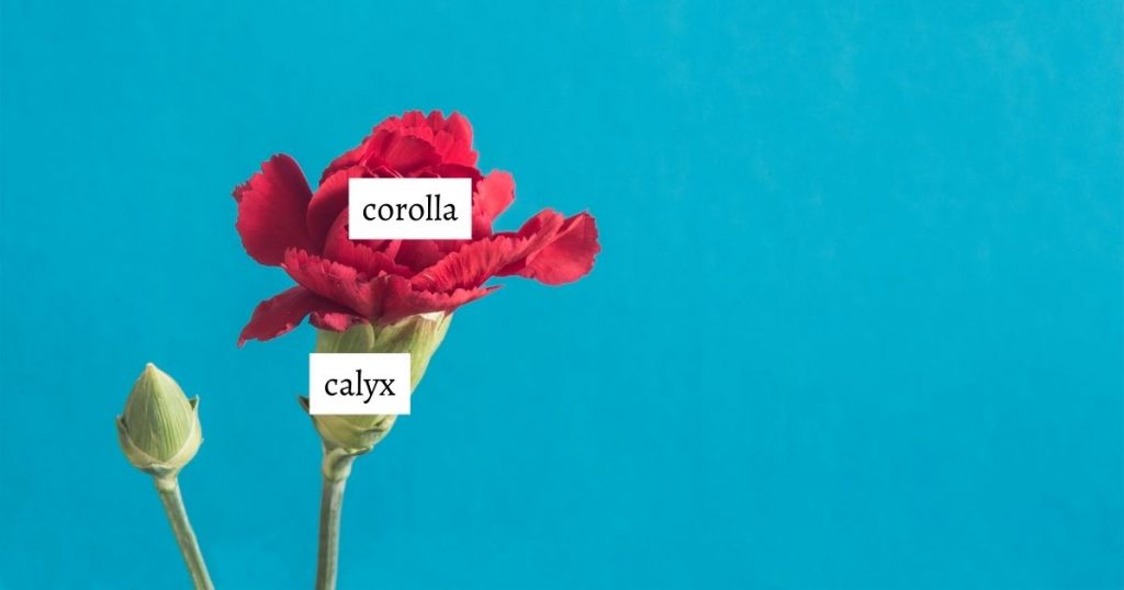 HuntersWoodsPH | Montessori Botany | Parts of a Flower | Calyx and Corolla