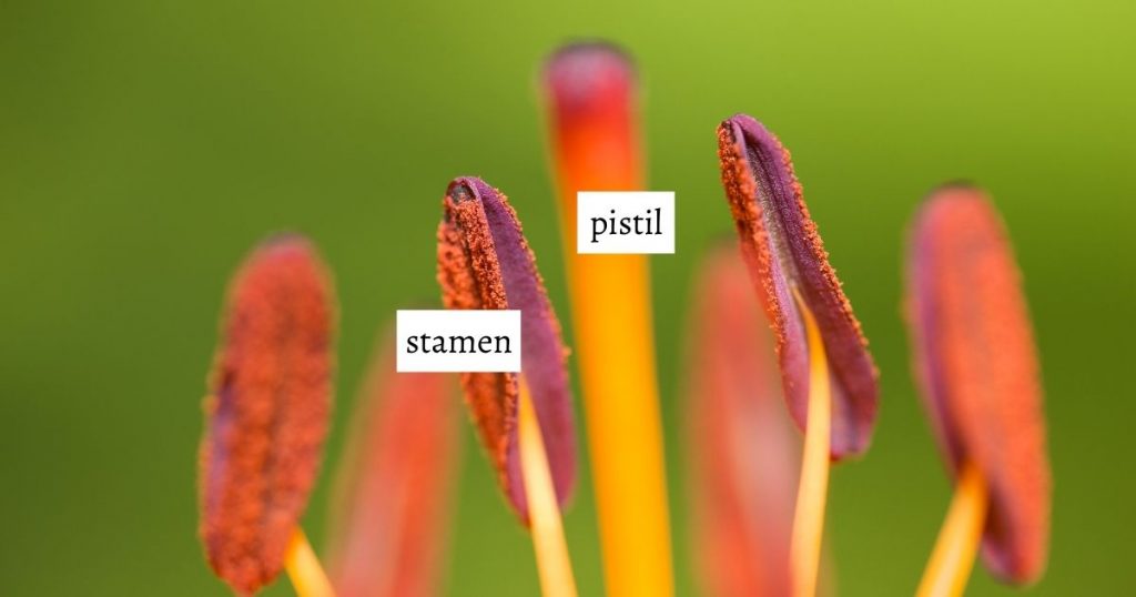 HuntersWoodsPH | Montessori Botany | Parts of a Flower | Stamen and Pistil