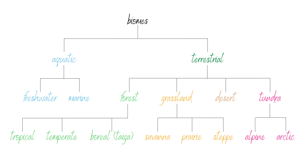 Biomes Of The World (Montessori Geography Lesson, Quiz And Worksheet)