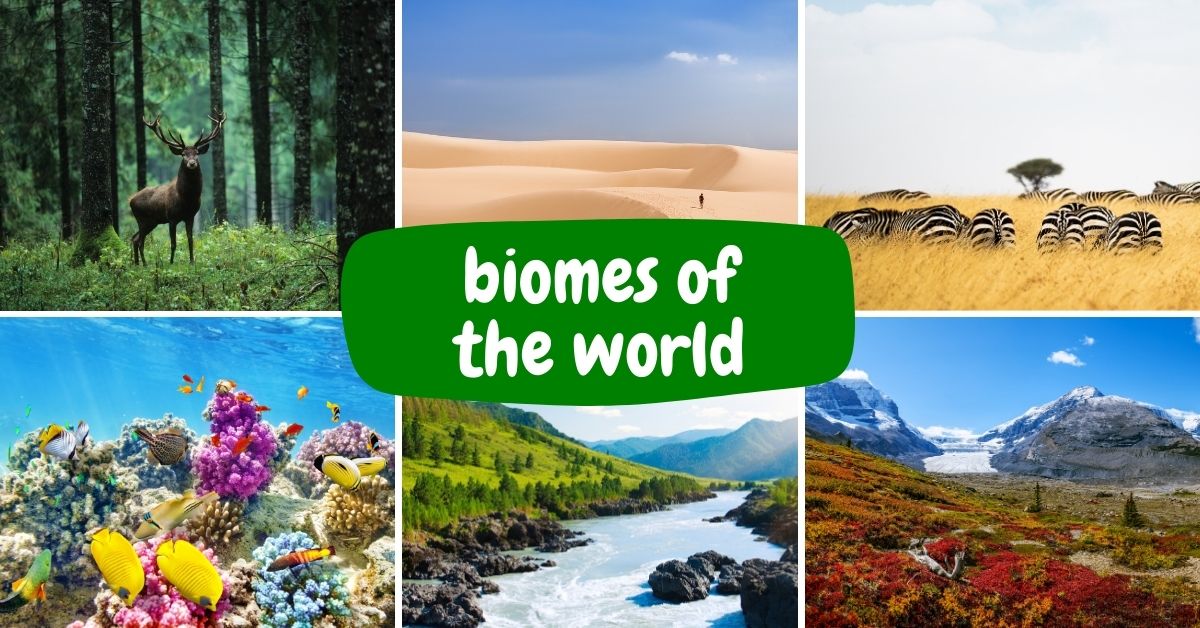 Biomes of the World (Montessori Geography Lesson, Quiz and Worksheet)
