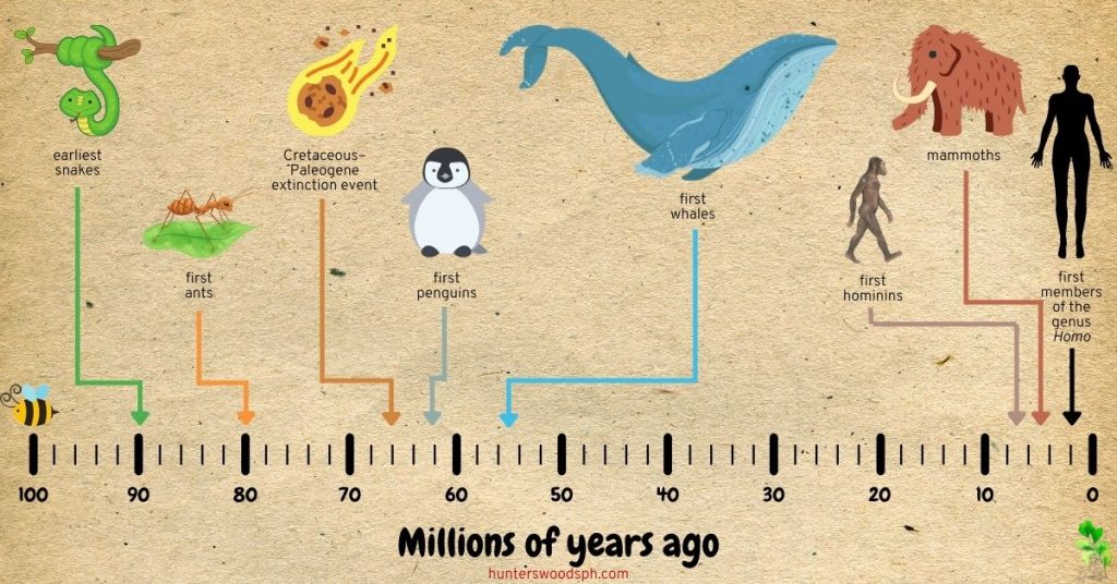HuntersWoodsPH Montessori History Timeline of Life Millions of Years Ago