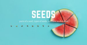 HuntersWoodsPH Parts of a Seed, Types of Seeds, and How Seeds Travel